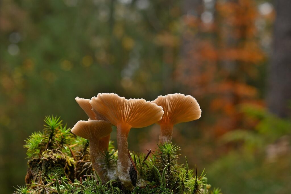 adaptogen
